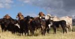 El calor extremo hace que las vacas pierdan más del 30% de su leche; y la investigación quiere cambiar eso