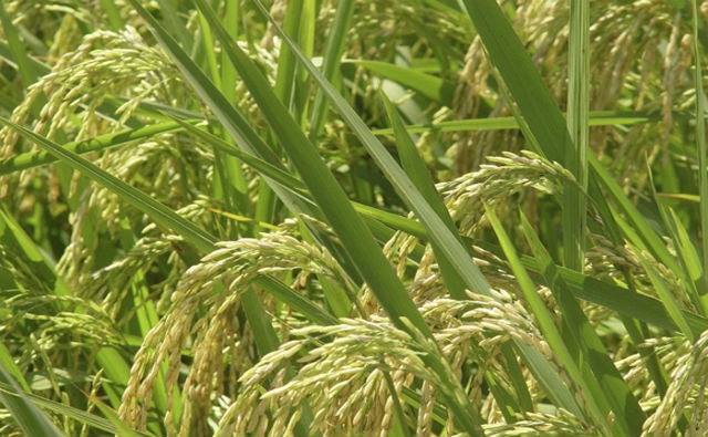 Brasil desarrolla variedades resistentes a la principal enfermedad del arroz en Asia