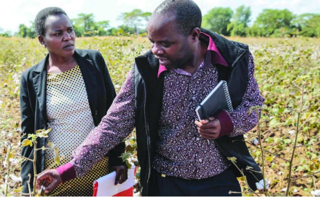 Malawi realiza pruebas con algodón OGM
