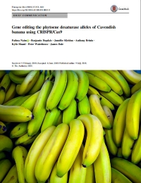 Gen que edita los alelos de la fitoeno desaturasa de Cavendish banana utilizando CRISPR / Cas9