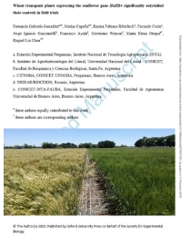 Las plantas transgénicas de trigo que expresan el gen de girasol HaHB4 superaron significativamente sus controles en ensayos de campo