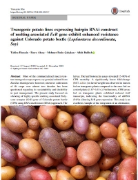 Las líneas de papa transgénicas que expresan la construcción de ARNi en horquilla del gen EcR asociado a la muda exhiben una resistencia mejorada contra el escarabajo de papa 
