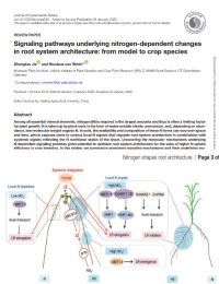 Vías de señalización subyacentes a los cambios dependientes del nitrógeno en la arquitectura del sistema radicular: del modelo a las especies de cultivo