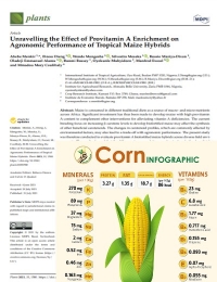 Desentrañar el efecto del enriquecimiento de provitamina A sobre el desempeño agronómico de híbridos de maíz tropical