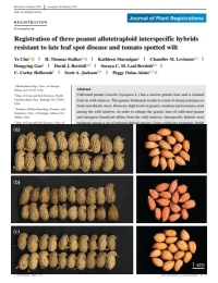 Registro de tres híbridos interespecíficos alotetraploides de maní resistentes a la enfermedad de la mancha foliar tardía y al marchitamiento del tomate