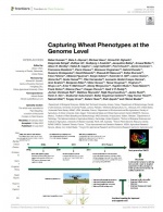 Captura de fenotipos de trigo a nivel del genoma