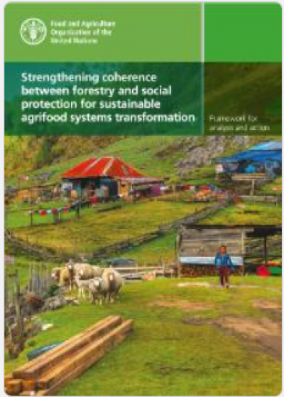 Fortalecimiento de la coherencia entre la silvicultura y la protección social para la transformación de los sistemas agroalimentarios sostenibles