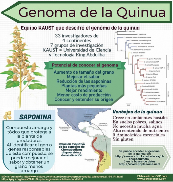Revolucionario descubrimiento: El genoma de la quinua descifrado
