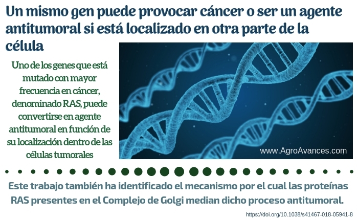 Un mismo gen puede provocar cáncer o ser un agente antitumoral si está localizado en otra parte de la célula