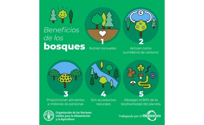 Beneficios de los Bosques