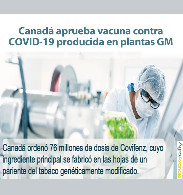 Vacuna contra COVID obtenida en plantas Aprobada en Canadá