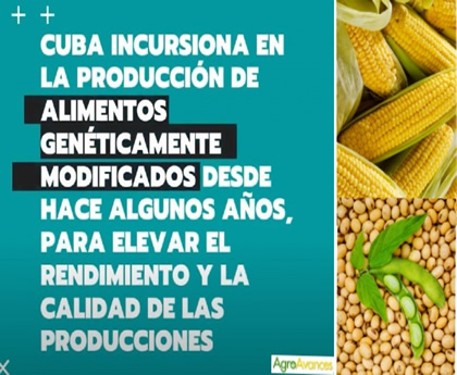 Cuba avanza con maíz y soya OGM