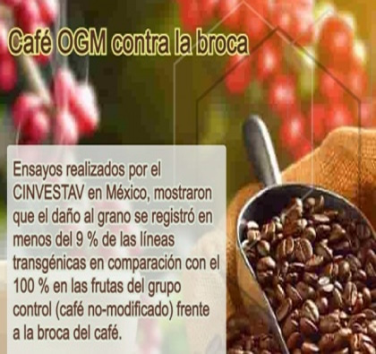 Café OGM contra la broca