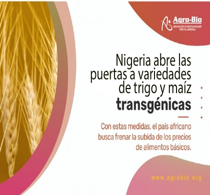 Nigeria y trigo OGM