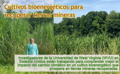 Cultivos bioenergéticos para recuperar tierras mineras