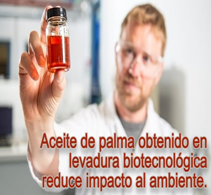 Aceite de palma sostenible obtenido en levadura biotecnológica
