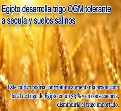 Egipto desarrolla trigo OGM tolerante a sequía y salinidad
