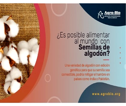 Las semillas de algodón pueden ser una fuente de alimento