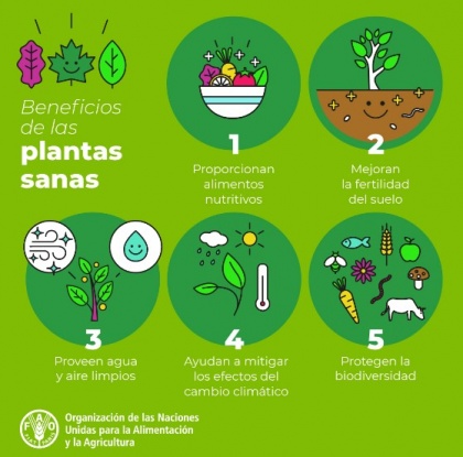 Beneficios de las plantas sanas