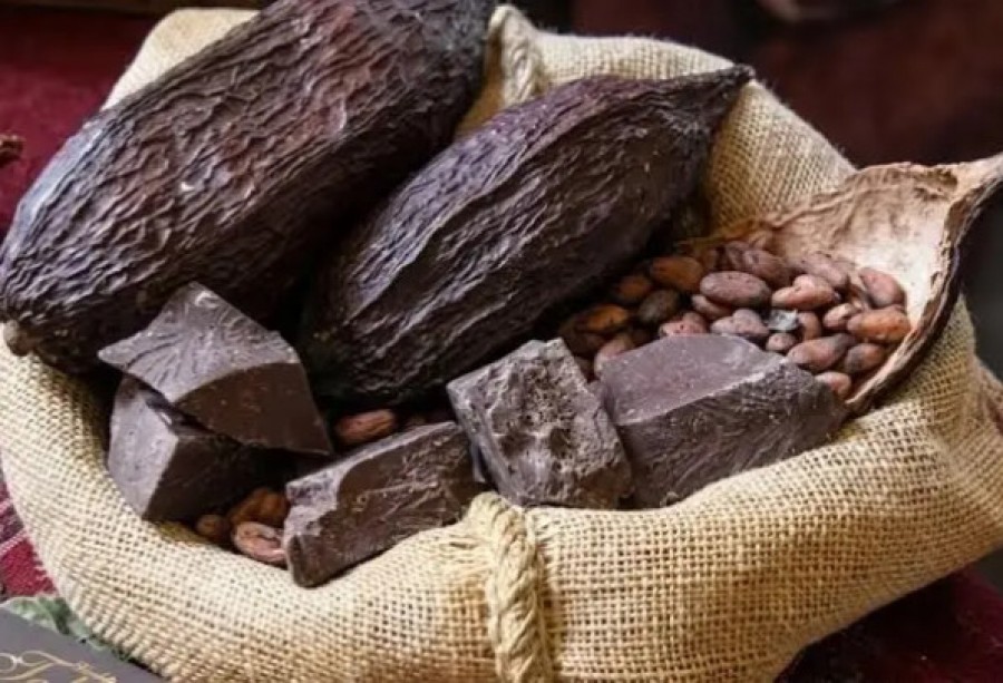 Primer Encuentro Nacional del Cacao Silvestre Boliviano