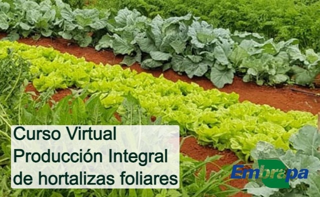 Producción integral de hortalizas foliares