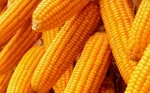 Presencia de maíz transgénico de importación en México, 20 años de inocuidad en productos derivados para consumo humano y animal