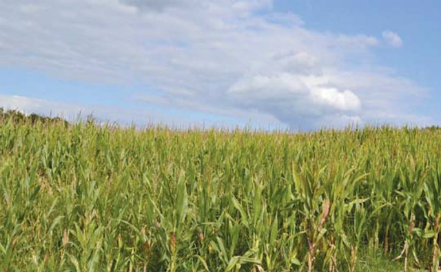 Los golpes de calor reducen hasta 48% el tamaño del grano de maíz