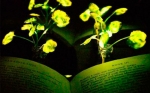 Ingenieros desarrollan plantas capaces de brillar