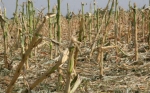 Por la sequía estiman menor producción de soja y maíz