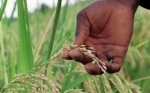 Colombia expande sus mercados: Se realizó la histórica primera exportación de arroz blanco
