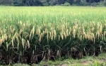 Biotecnología colombiana para proteger a los cultivos de arroz