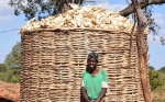 El maíz tolerante a la sequía es de gran ayuda para los agricultores de Zambia afectados por El Niño