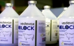 La primera vacuna contra la diarrea viral bovina es argentina