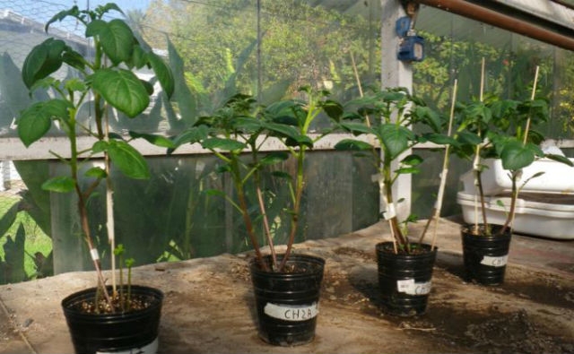 Investigadores argentinos lograron que una papa produzca 15 % más