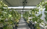Agricultores podrían generar electricidad al captar energía solar sin bloquear la luz a sus cultivos