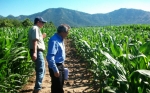 Los cultivos transgénicos podrían combatir la sequía en Chile