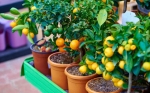 Estudio compara adaptación de frutales al cambio climático en zonas de España