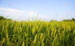 Autoridad Australiana en bioseguridad autoriza licencias para pruebas de campo con trigo OGM