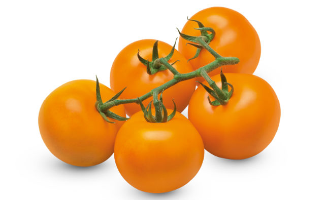EMBRAPA obtiene tomates más nutritivos y con mayor productividad