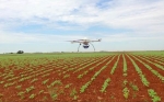 Innovación: Detección temprana de malas hierbas mediante drones