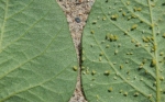 Identifican genes de resistencia natural a plagas en la soya