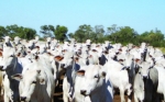 Bolivia: Aprueban proyecto de ley para sancionar hasta con 10 años de prisión el robo de ganado