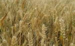 La biofortificación del trigo de invierno proporciona una mayor absorción de nutrientes