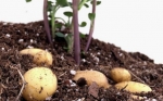 Científicos del CONICET y de la UBA desarrollaron papas resistentes a la sequía y a suelos salinos