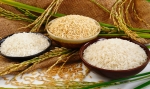 CIAT aporta a la seguridad alimentaria con el primer arroz biofortificado en Bolivia