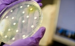 Modernizan la normativa en biotecnología microbiana