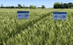 Se presentó HB4, el primer trigo tolerante a sequía del mundo