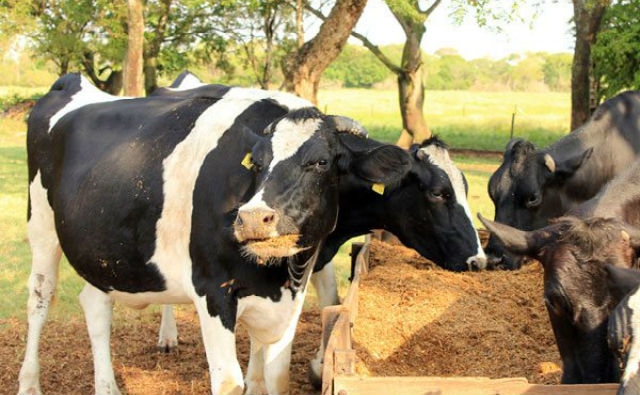 AgroAvances .:. La erradicación no pone fin a la lucha contra la peste bovina