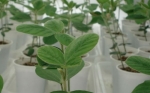 Argentina alcanzó el récord de aprobación de cultivos biotecnológicos en 2018