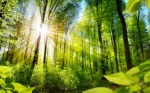 La mejor tecnología para combatir el cambio climático son los bosques